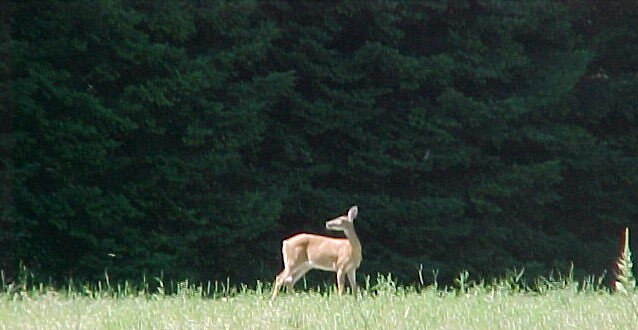 Deer Photography